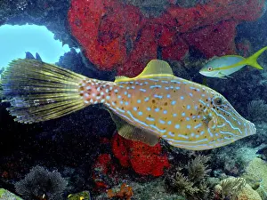 Category Coral Reefs DE Prints: Scrawled filefish (Aluterus scriptus)