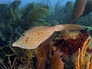 Framed Print : Scrawled filefish (Aluterus scriptus)