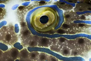 Scrawled filefish (Aluterus scriptus)