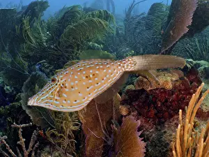 Category Coral Reefs DE Prints: A scrawled filefish (Aluterus scriptus) covered with dots swims in front of a coral reef