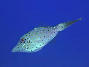 Category Coral Reefs DE Prints: Scrawled filefish (Aluterus scriptus) with dotted pattern in blue ocean
