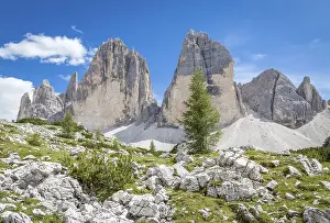 Category Mountain Landscapes Prints: Scree field with individual conifers