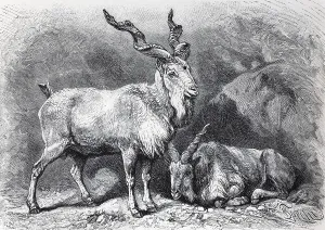 Screw-horned goat (Capra Falconeri)