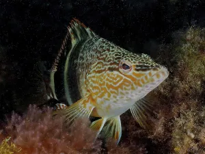 A scribefish (Serranus scriba) rests on algae in the underwater world