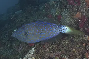Script filefish (Aluterus scriptus)
