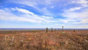 Scrub willows and spruce trees overlooking the Mackenzie River lowlands in the Northwest Territories