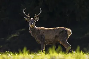 Framed Print : Scruffy red deer (Cervus elaphus)