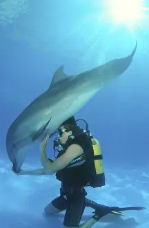 Scuba diver and a Bottlenose Dolphin (Tursiops truncatus)