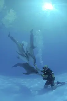 Scuba diver and Bottlenose Dolphins (Tursiops truncatus)
