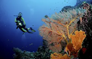 Scuba diver and coral reef