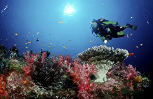 Scuba diver and coral reef