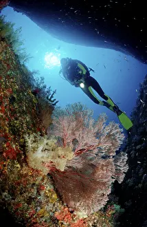 Scuba diver and coral reef
