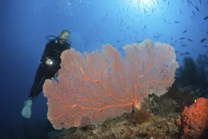 Category Coral Reefs DE Prints: Scuba Diver over Coral Reef, New Ireland