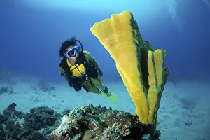 Scuba diver observing an Elephant Ear Sponge (Lanthella basta)