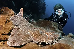 Scuba diver observing a Tasseled Wobbegong (Eucrossorhinus dasypogon)