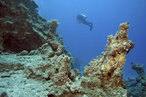 Scuba diver at a reef, Marsa Alam