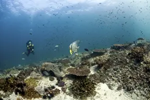 Scuba diver swimming over a reef