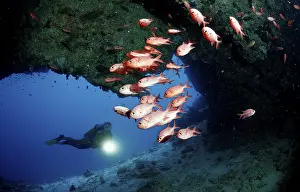 Scuba diver and white-fringed soldierfish