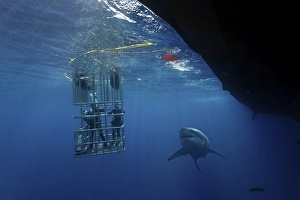 Scuba divers in a cage observing a Great White Shark (Carcharodon carcharias)