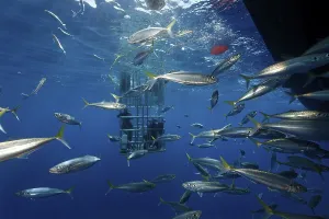 Scuba divers in a cage observing a Great White Shark (Carcharodon carcharias)