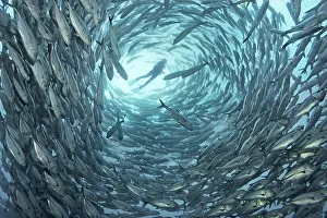 Scuba divers encircled by Bigeye Trevallies (Caranx sexfasciatus)