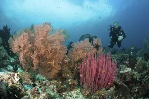 Scuba Diving over Coral Reef, Raja Ampat