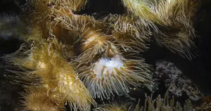 Sea Anemone, Sea Anemone, Sea Anemone