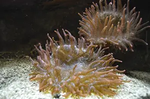 Sea anemones