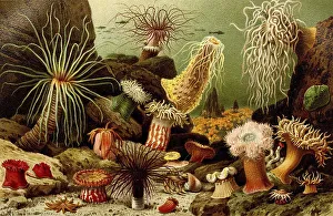 Sea anemones (Actiniaria), also called water lilies