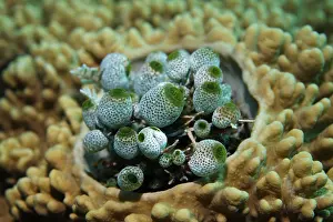 Sea aquirts, colony (Didemnum molle) ascidiants