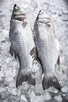 Whole Sea bass on ice
