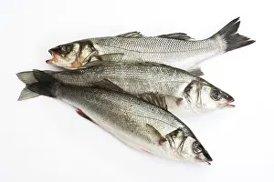 Sea Basses (Moronidae)