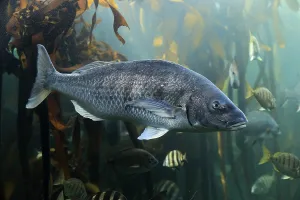 Sea bream, (Spondyliosoma cantharus)