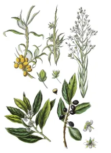 Sea buckthorn, willow thorn, thorn thorn