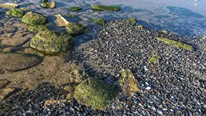Sea coast dotted with mussel shells on the seashore near Odessa