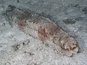 A sea cucumber, box sea cucumber (Thelenota anax) lies on a sandy seabed with a rough texture