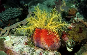 Sea Cucumber Holothuridae