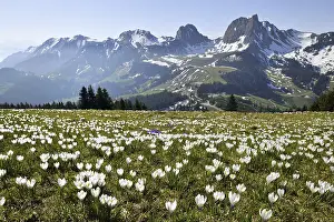 Sea of flowers, blooming white crocuses (Crocus vernus) in spring