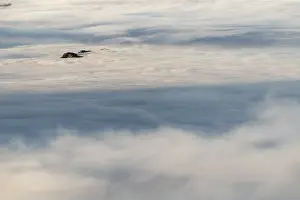 Sea of fog with small, wooded hilltop