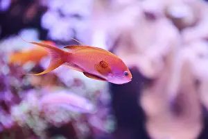 Sea goldie (Pseudanthias squamipinnis) in a aquarium