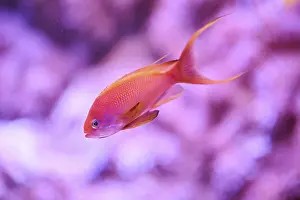 Sea goldie (Pseudanthias squamipinnis) in a aquarium