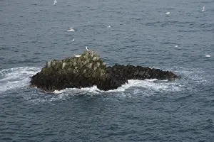 Sea gull birds resting on nests in a rock in the sea