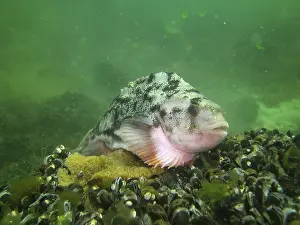 Sea hare (Cyclopterus lumpus)