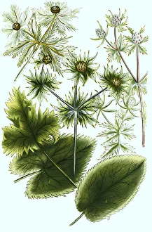 Sea holly (Eryngium maritimum)