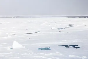Sea ice at the ice edge, 82nd parallel