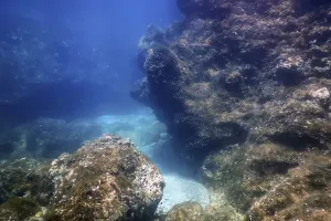 Sea Life Underwater Rocks Sunlight