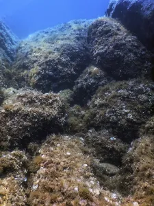 Sea Life Underwater Rocks Sunlight
