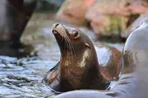 A sea lion attentively observes its surroundings in the water