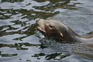 A sea lion swims in the water, its head raised out of the water