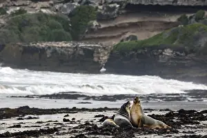 Two sea lions interact on the beach off a rugged coastline on Kangaroo Island